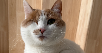 johanna pet sitter à NOZAY 44170_2