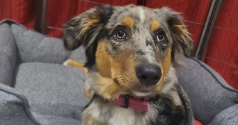 gabrielle pet sitter à VILLAZ 74370_2