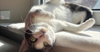 lou-ann pet sitter à SELONCOURT 25230_2