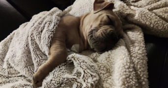 benjamin pet sitter à TAVERNY 95150_2