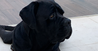 mélissa pet sitter à ANTIBES 06600_6
