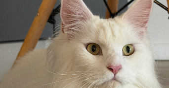 adriana pet sitter à SARAN 45770_12