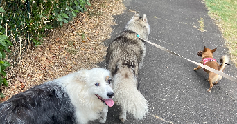 jérémy pet sitter à SANGUINET 40460_0