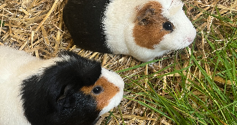 clémence pet sitter à ST NAZAIRE 44600_4