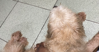 emysphia pet sitter à CARRIERES SOUS POISSY 78955_1