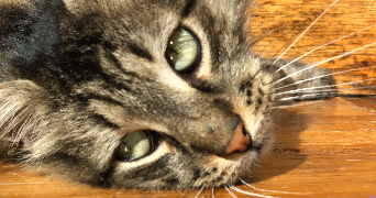 marie pet sitter à PARIS 18 75018_2