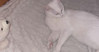 yness pet sitter à BONSECOURS 76240_2
