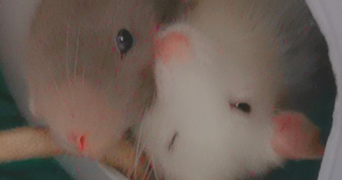 emilie pet sitter à CERGY 95000_1