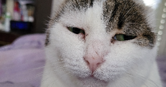 elisabeth pet sitter à Épinay sur Seine 93800_3