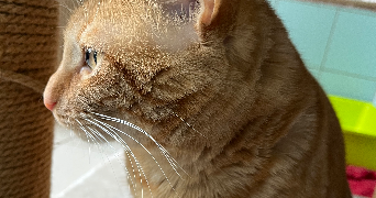 juline pet sitter à MONT ST AIGNAN 76130_6