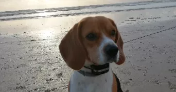 marjorie pet sitter à LA CHEVROLIERE 44118