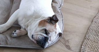 fabien pet sitter à SEINGBOUSE 57455_2