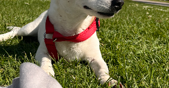 vanessa pet sitter à METZ 57000_2