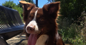 heidi pet sitter à CHEVILLY LARUE 94550_9