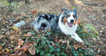 Aurélie pet sitter à Saint-Saturnin 63450_14