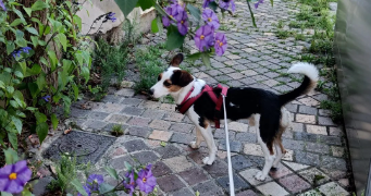 margaux dog sitter à PARIS 18 75018_1