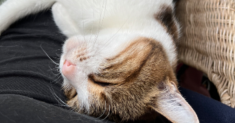 salomé pet sitter à DOMENE 38420_3