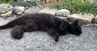 ludovic pet sitter à LIERVILLE 60240_1