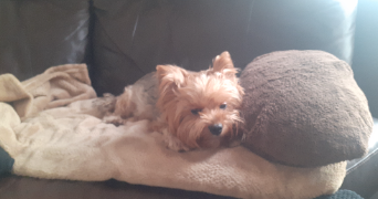 marina pet sitter à PARIS 17 75017_1