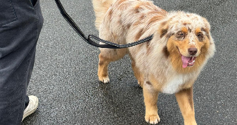 mathilde pet sitter à LA MADELEINE 59110_4