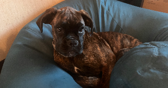 coralie pet sitter à GRAND CHAMP 56390_2