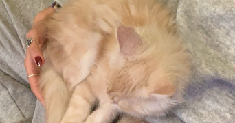 camille pet sitter à CAPESTANG 34310_2