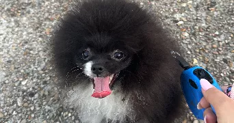 sofia dog sitter à ARPAJON 91290