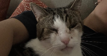 helia pet sitter à LYON 08 69008_2