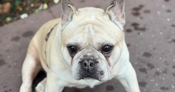 emilie pet sitter à SURESNES 92150_1