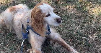 camille pet sitter à CESTAS 33610_3