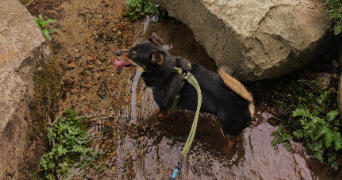 chloé pet sitter à LE HAVRE 76620_1