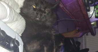 sophie pet sitter à CHARLEROI 6000_1