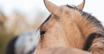 sarah pet sitter à LOYAT 56800_4