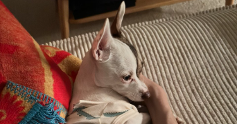 maksim pet sitter à GENNEVILLIERS 92230_1