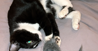 cynthia pet sitter à MONISTROL SUR LOIRE 43120_2