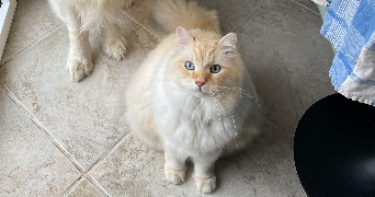 salomé pet sitter à DECINES CHARPIEU 69150_1