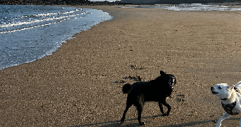 marine pet sitter à ST BRIAC SUR MER 35800_3