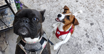 anne dog sitter à CLAMART 92140_5