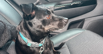 camille pet sitter à MERIGNAC 33700_2