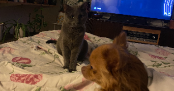 adèle pet sitter à METZ 57000_3