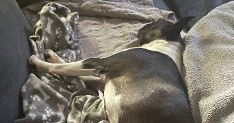 doriane pet sitter à SOUFFLENHEIM 67620_1