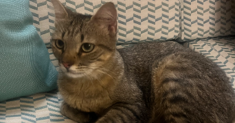 faustine pet sitter à CAMBLAIN L ABBE 62690_4