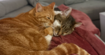 adeline pet sitter à DEOLS 36130_3