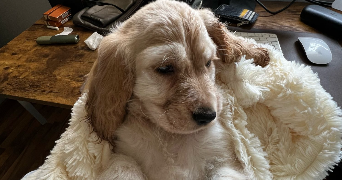 aida pet sitter à PARIS 15 75015_5