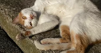 nada pet sitter à PARIS 11 78711