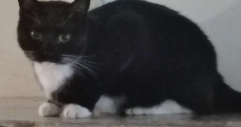 charline pet sitter à DUNKERQUE 59640_3