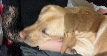 lise pet sitter à Gournay-sur-Marne 93460_4