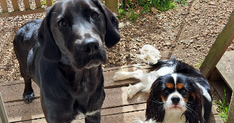 sophie pet sitter à TREVOU TREGUIGNEC 22660_5
