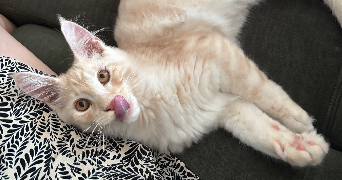 alicia pet sitter à VOUILLE 86190_0