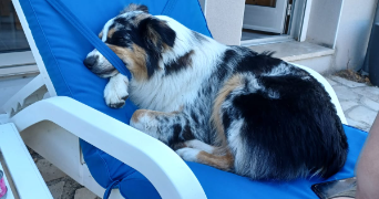 damien dog sitter à LILLE 59800_2